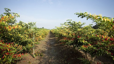  Tabasco grows not only in Mexico, but also in some parts of America