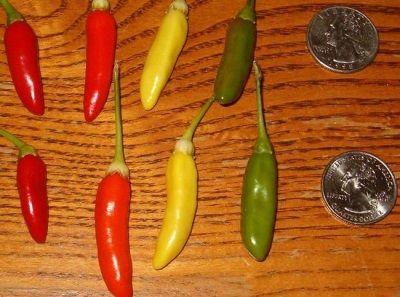  Characteristics of Tabasco peppers