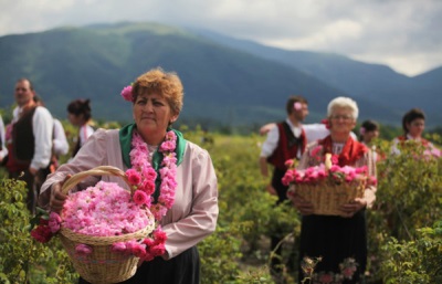  Collecting rose petals in Bulgaria