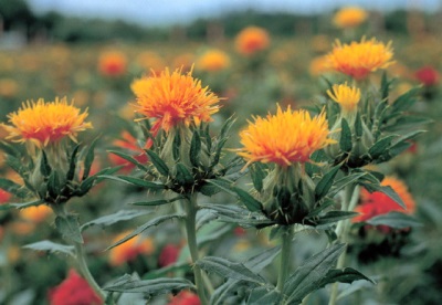  Blooming safflower