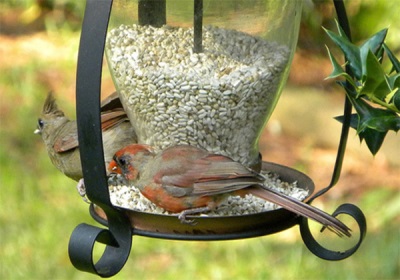  Safflower Pits Seeds