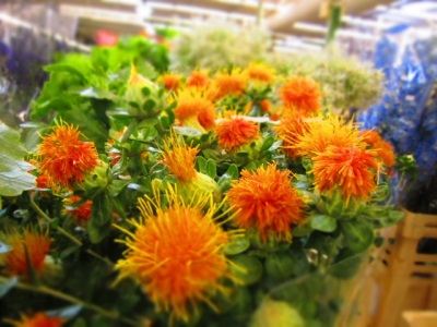  Safflower