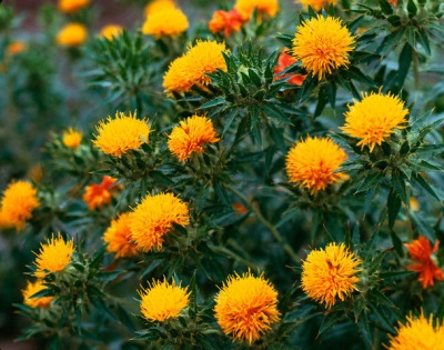  Safflower Characteristics