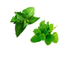 Mint and lemon balm