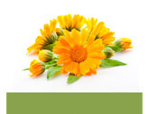  Calendula